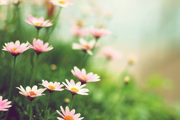marguerite